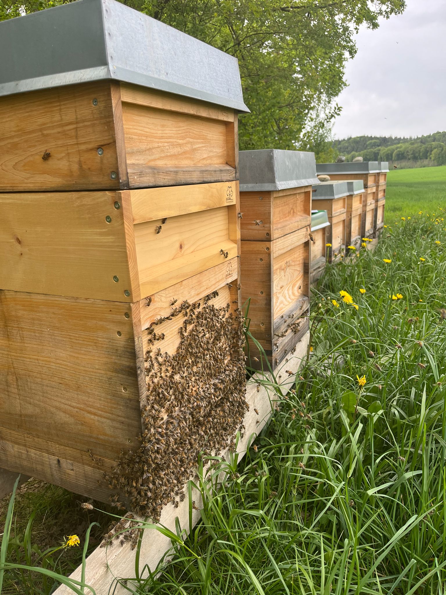 Viele Bienenkästen